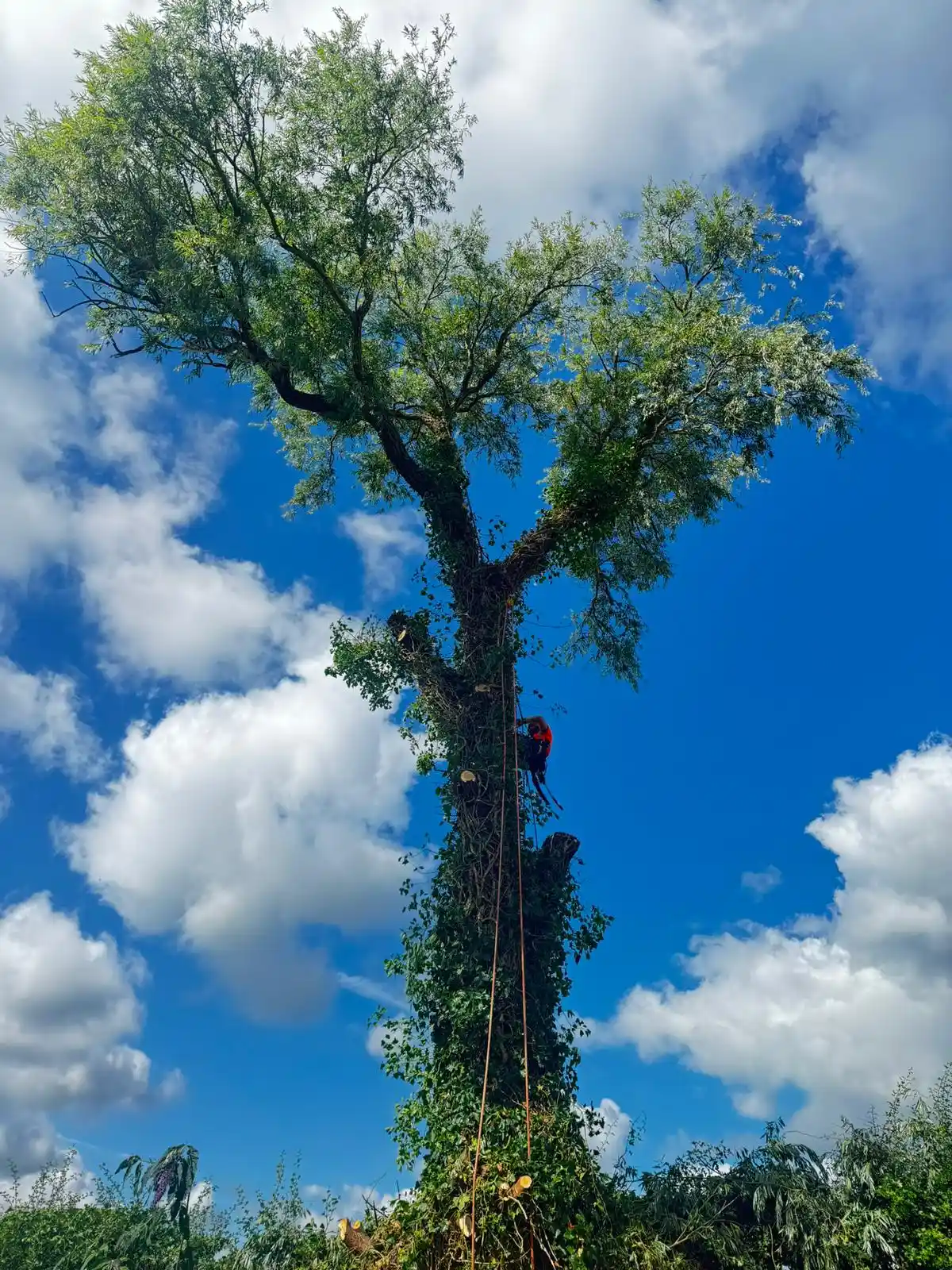 tree surgeon