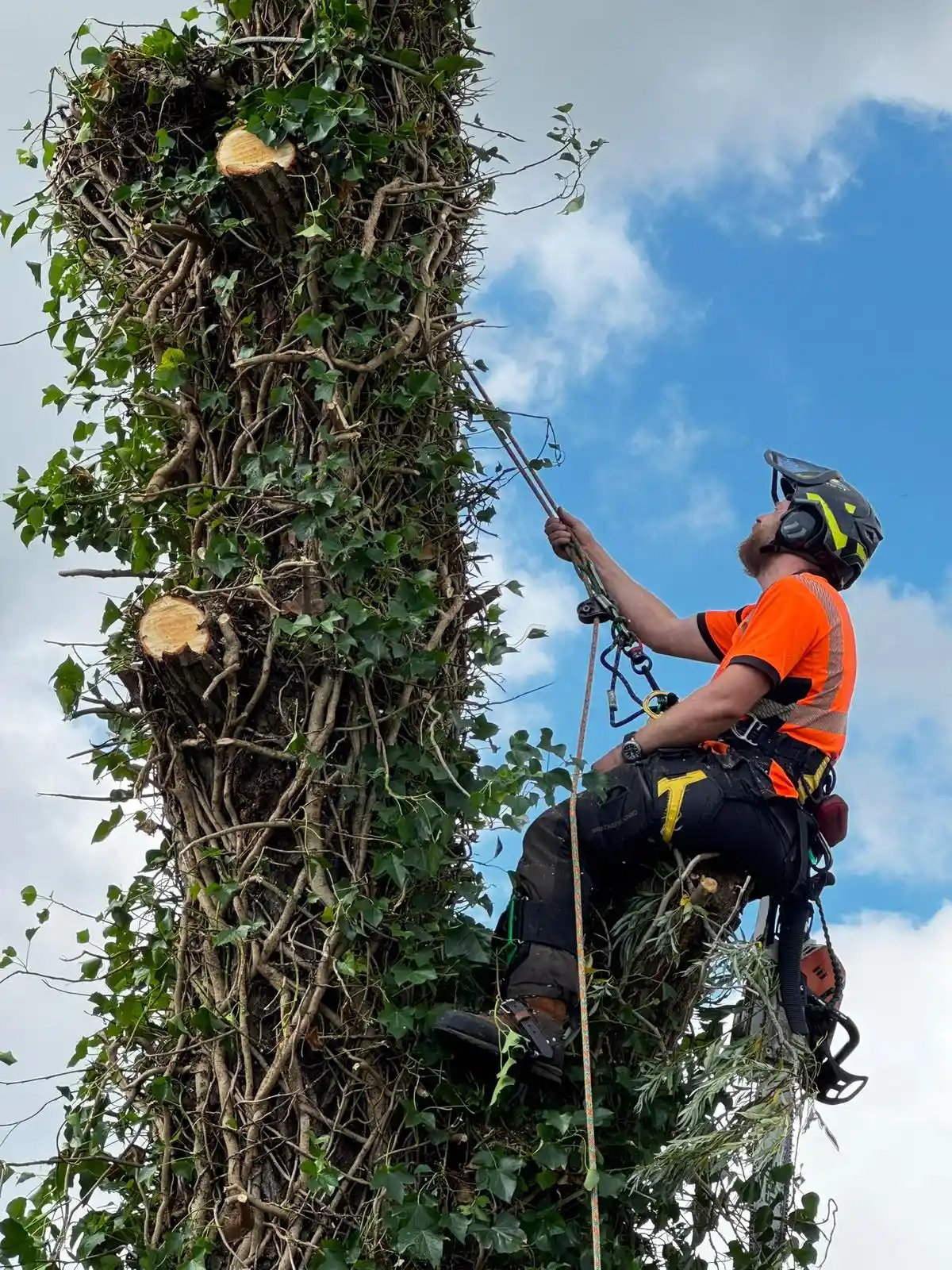 tree surgeon near me