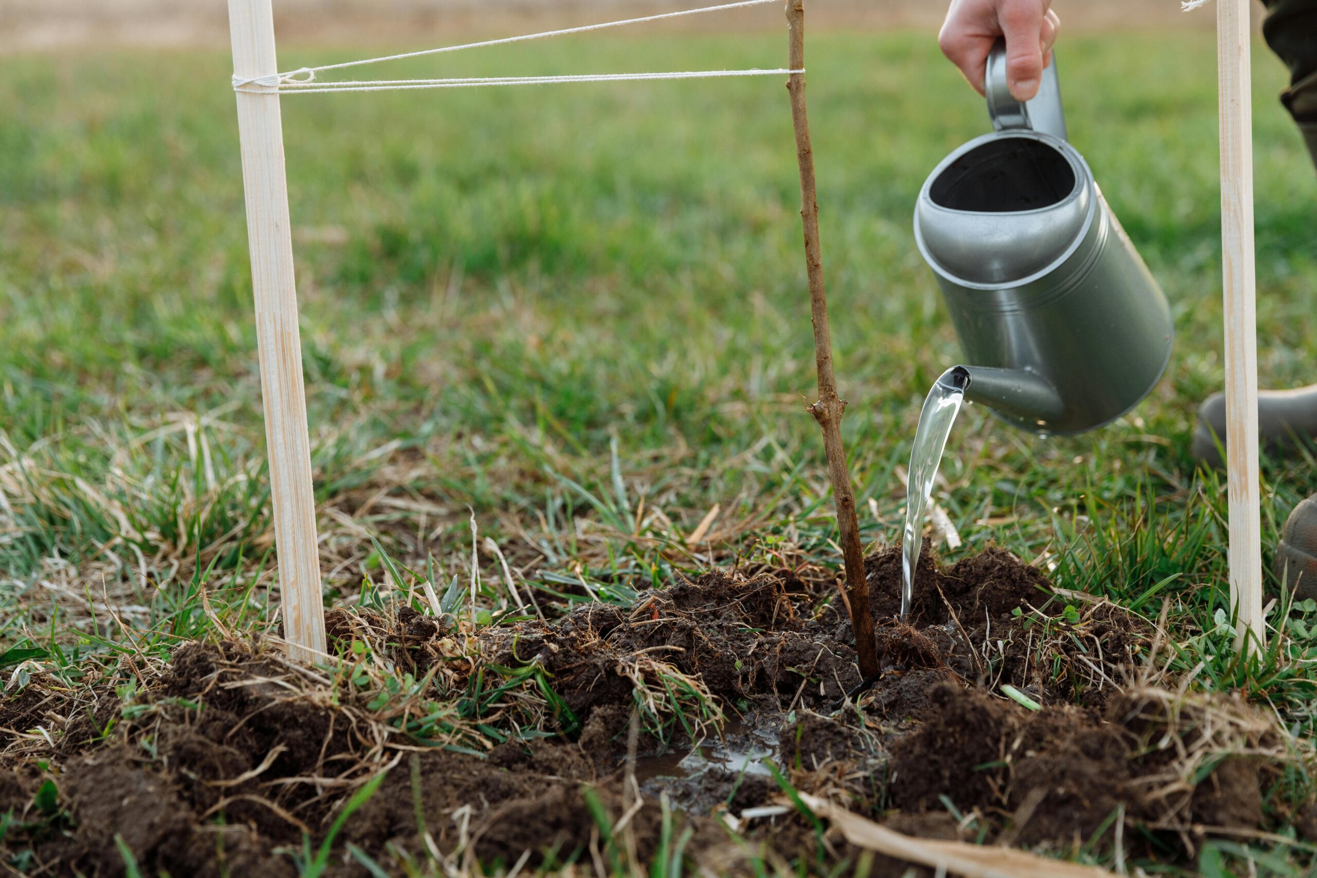 tree planting services