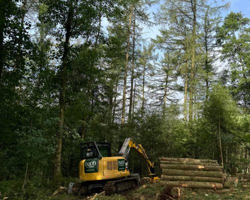 forestry services