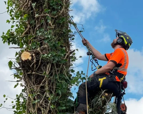 tree surgery services