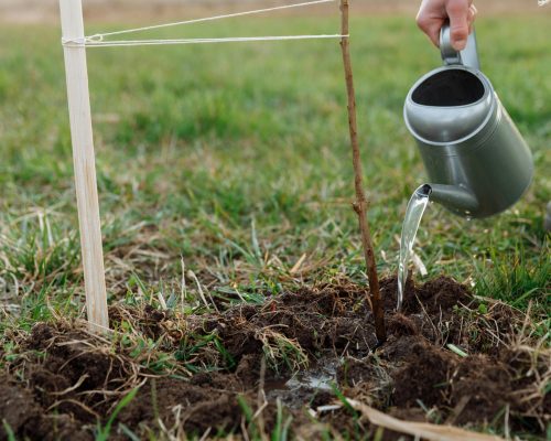 tree planting services