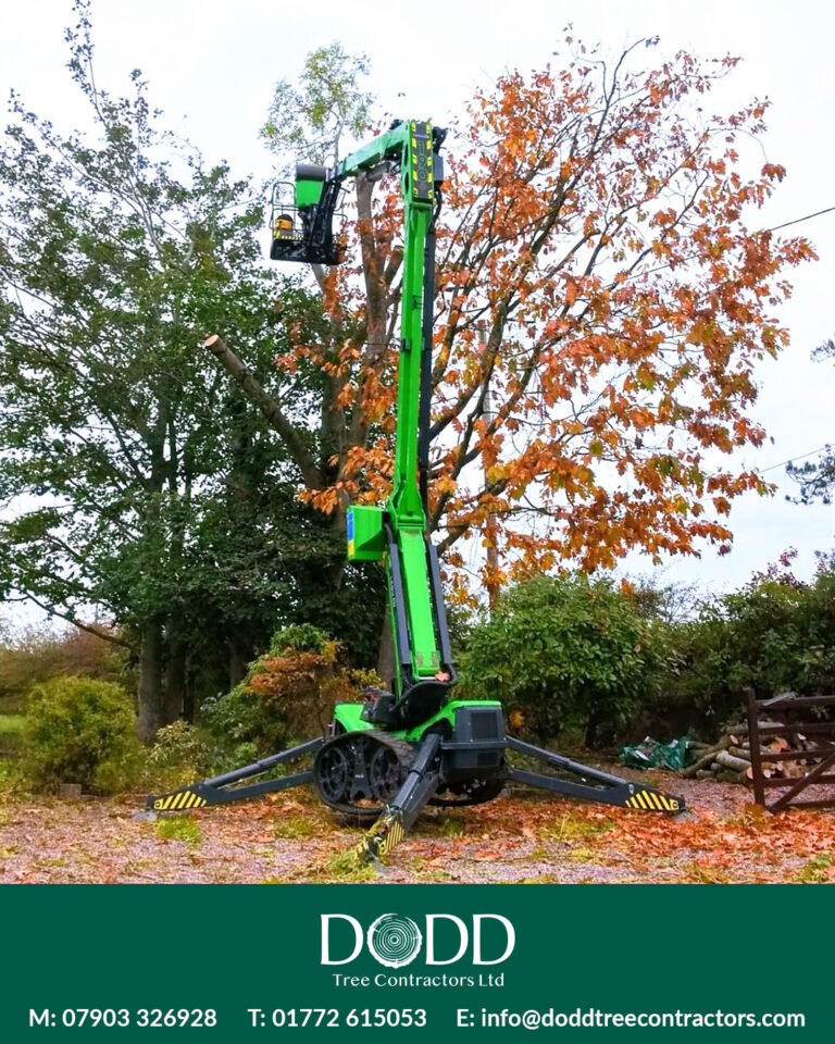 Instagram post from doddtreecontractors. This post is in position 5.