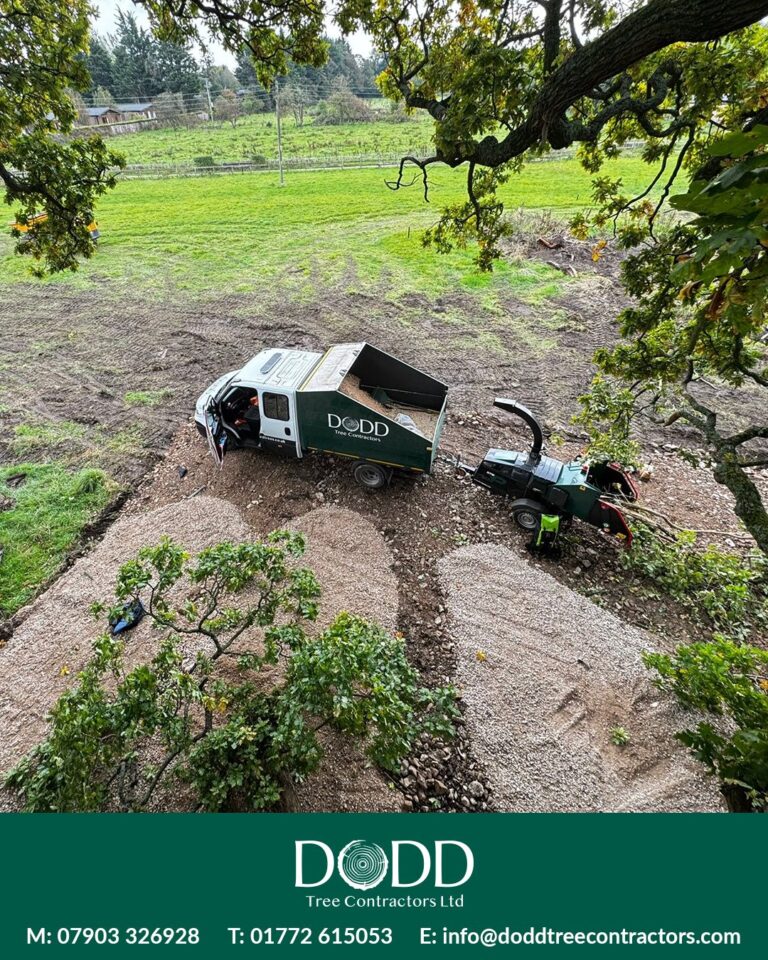 Instagram post from doddtreecontractors. This post is in position 4.