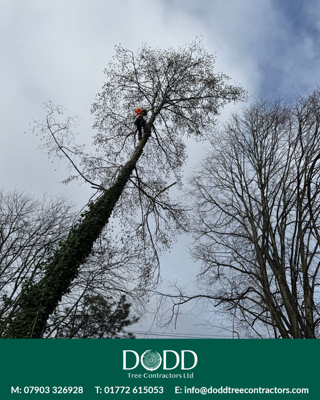 Instagram post from doddtreecontractors. This post is in position 1.