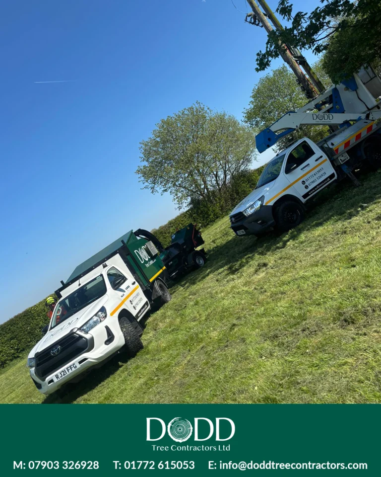 Instagram post from doddtreecontractors. This post is in position 3.