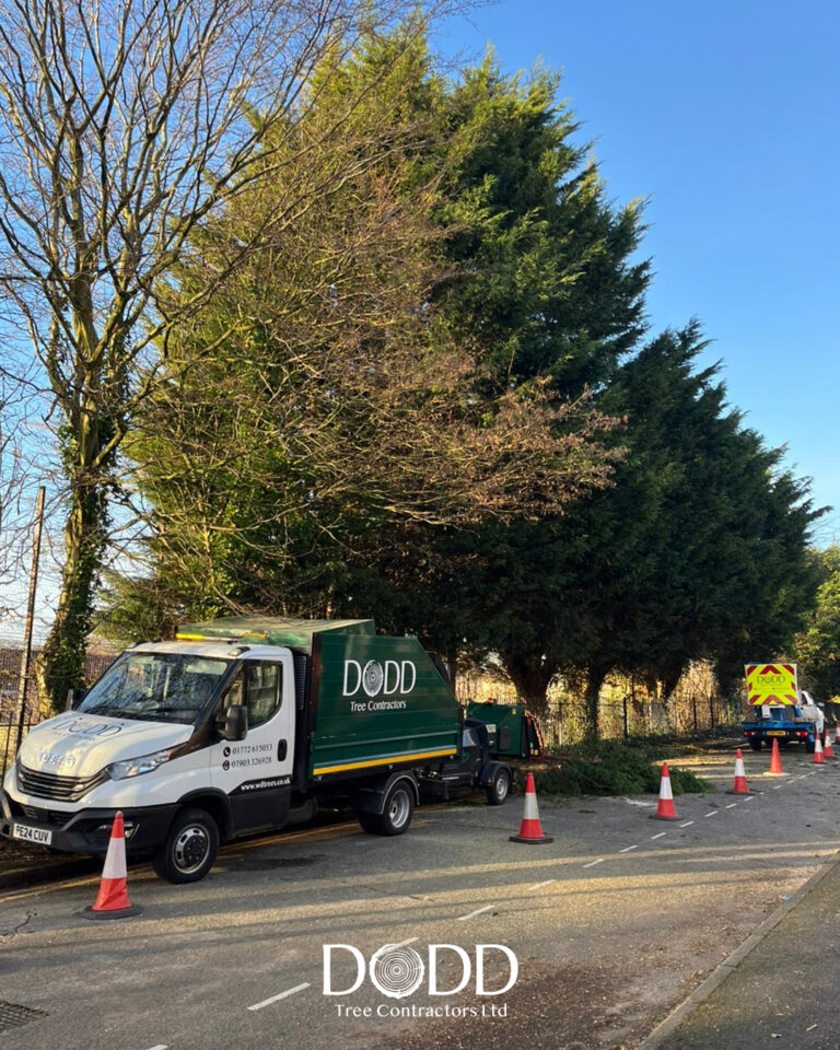 Instagram post from doddtreecontractors. This post is in position 1.