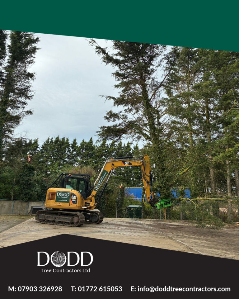 Instagram post from doddtreecontractors. This post is in position 1.