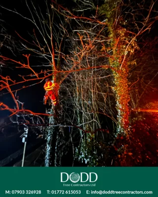 Instagram post from doddtreecontractors. This post is in position 8.