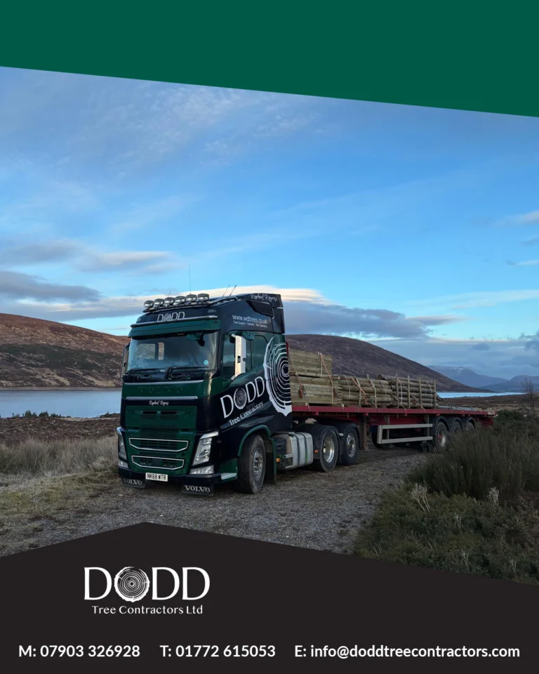 Instagram post from doddtreecontractors. This post is in position 0.
