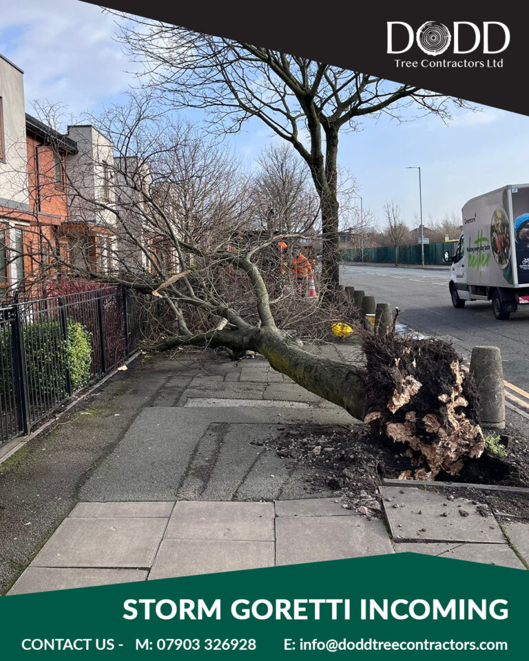 Instagram post from doddtreecontractors. This post is in position 1.