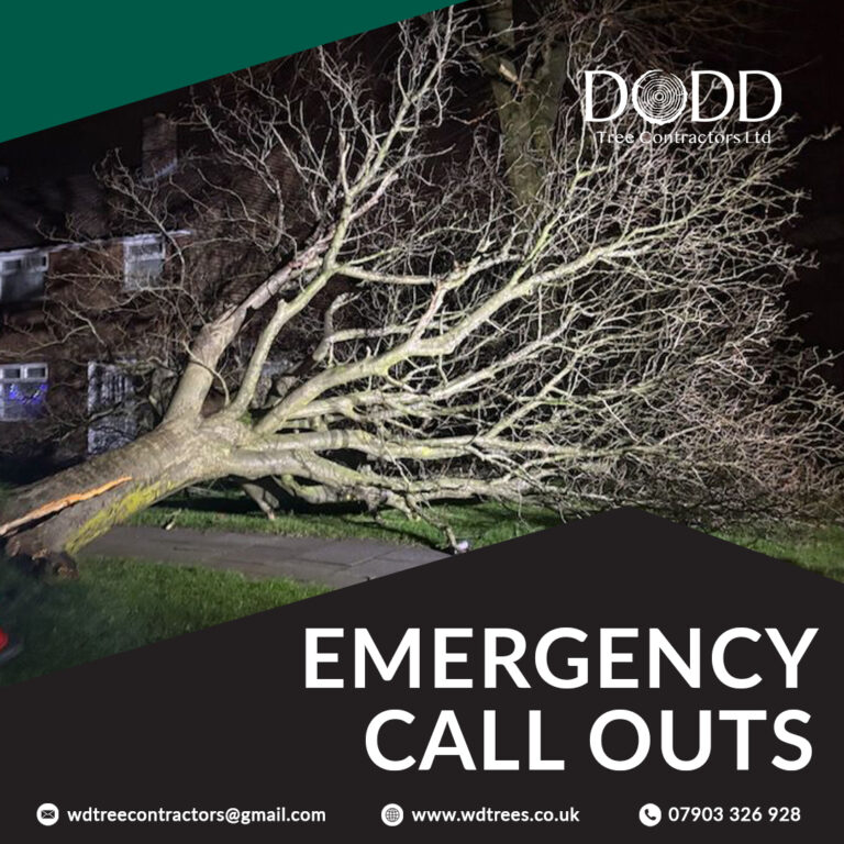 Instagram post from doddtreecontractors. This post is in position 1.