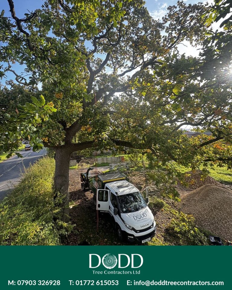 Instagram post from doddtreecontractors. This post is in position 2.