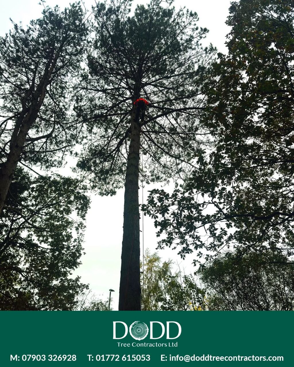 Instagram post from doddtreecontractors. This post is in position 6.