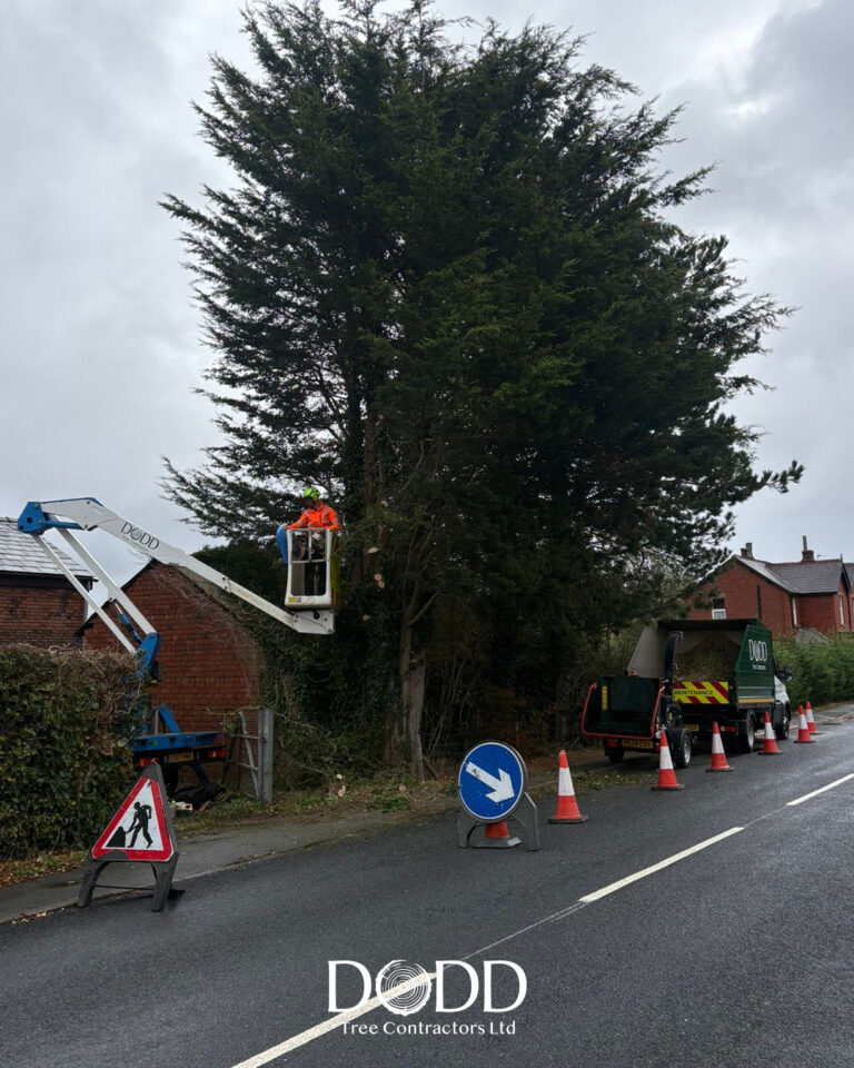 Instagram post from doddtreecontractors. This post is in position 10.