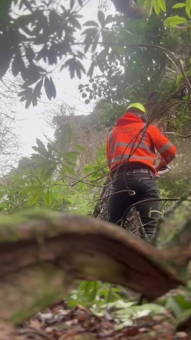 Instagram post from doddtreecontractors. This post is in position 16.