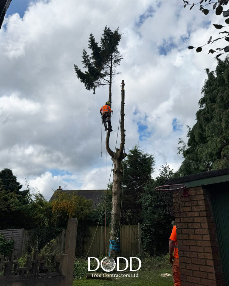 Instagram post from doddtreecontractors. This post is in position 1.