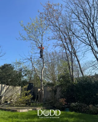 Instagram post from doddtreecontractors. This post is in position 4.