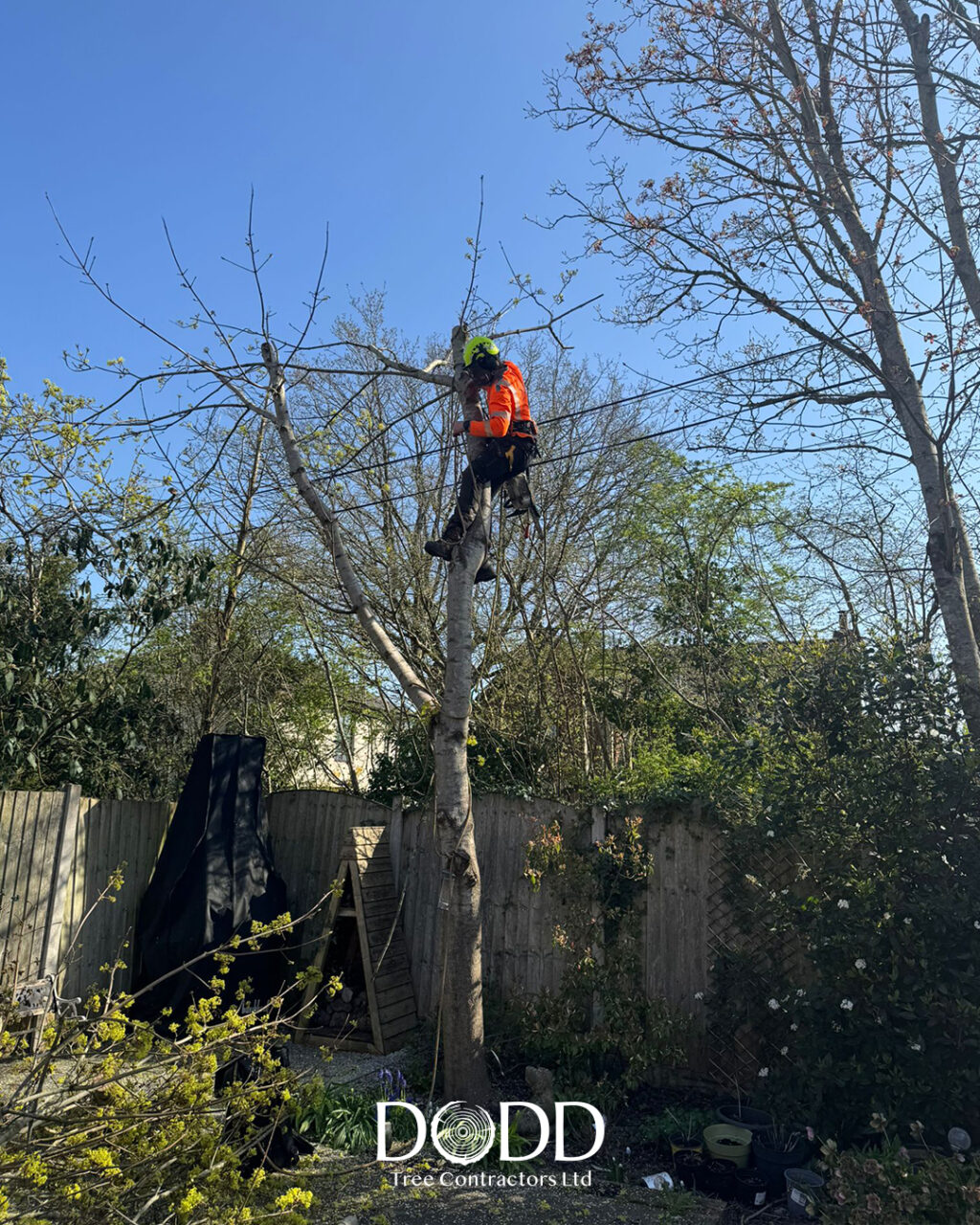Instagram post from doddtreecontractors. This post is in position 1.