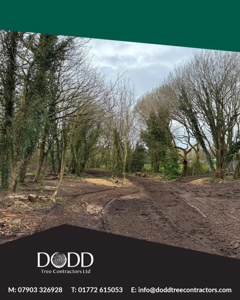 Instagram post from doddtreecontractors. This post is in position 2.
