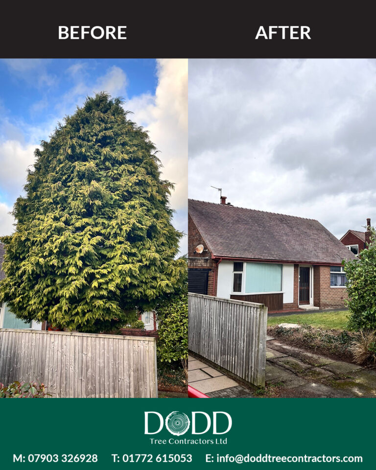 Instagram post from doddtreecontractors. This post is in position 4.