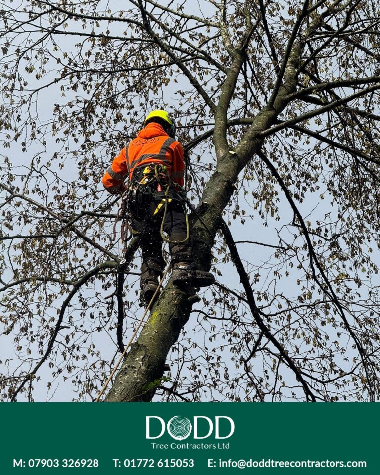 Instagram post from doddtreecontractors. This post is in position 1.