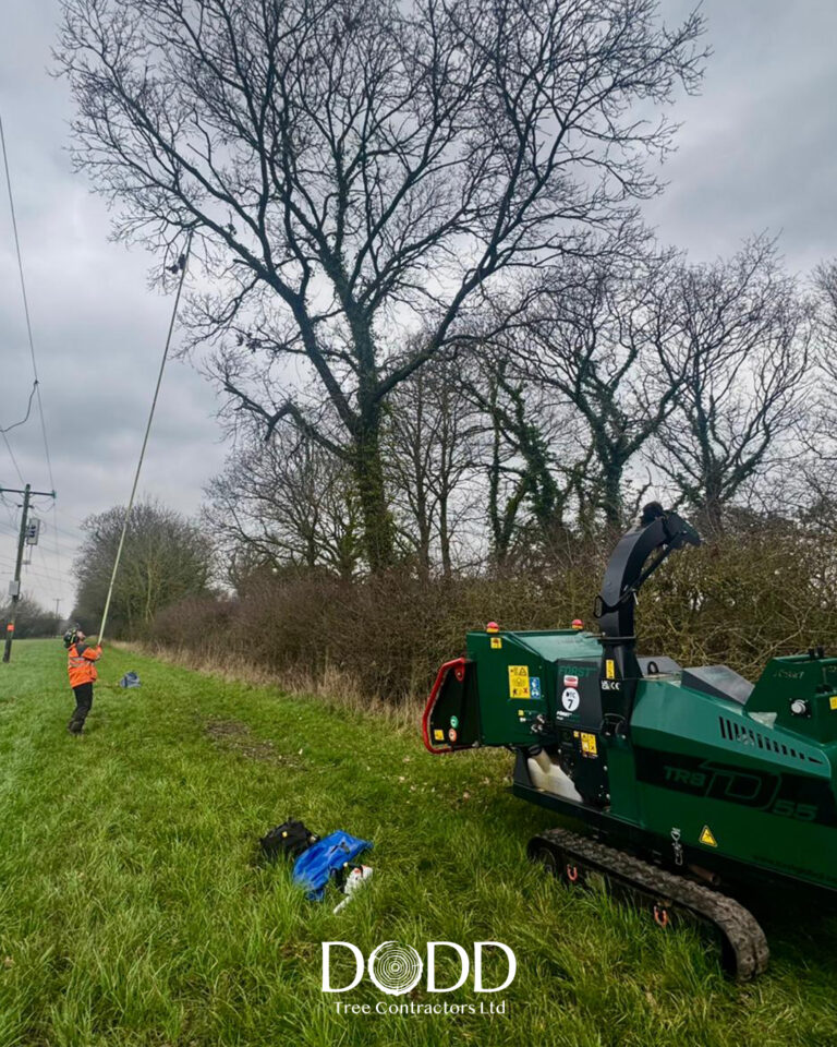 Instagram post from doddtreecontractors. This post is in position 1.