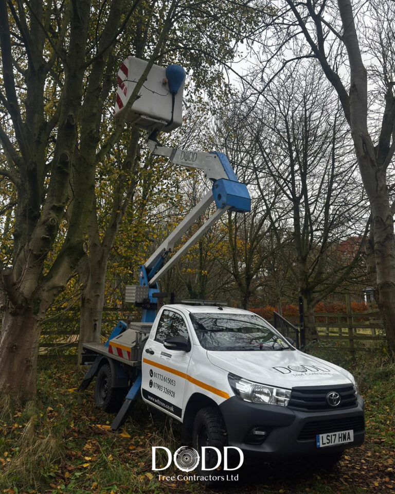 Instagram post from doddtreecontractors. This post is in position 1.