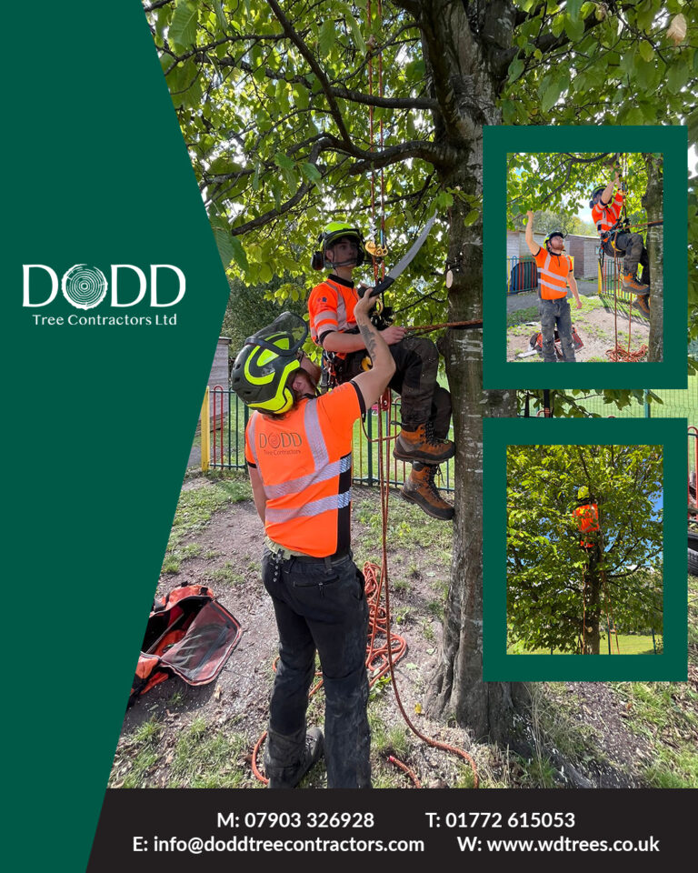 Instagram post from doddtreecontractors. This post is in position 11.