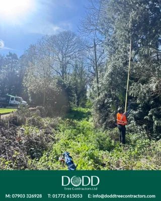 Instagram post from doddtreecontractors. This post is in position 3.