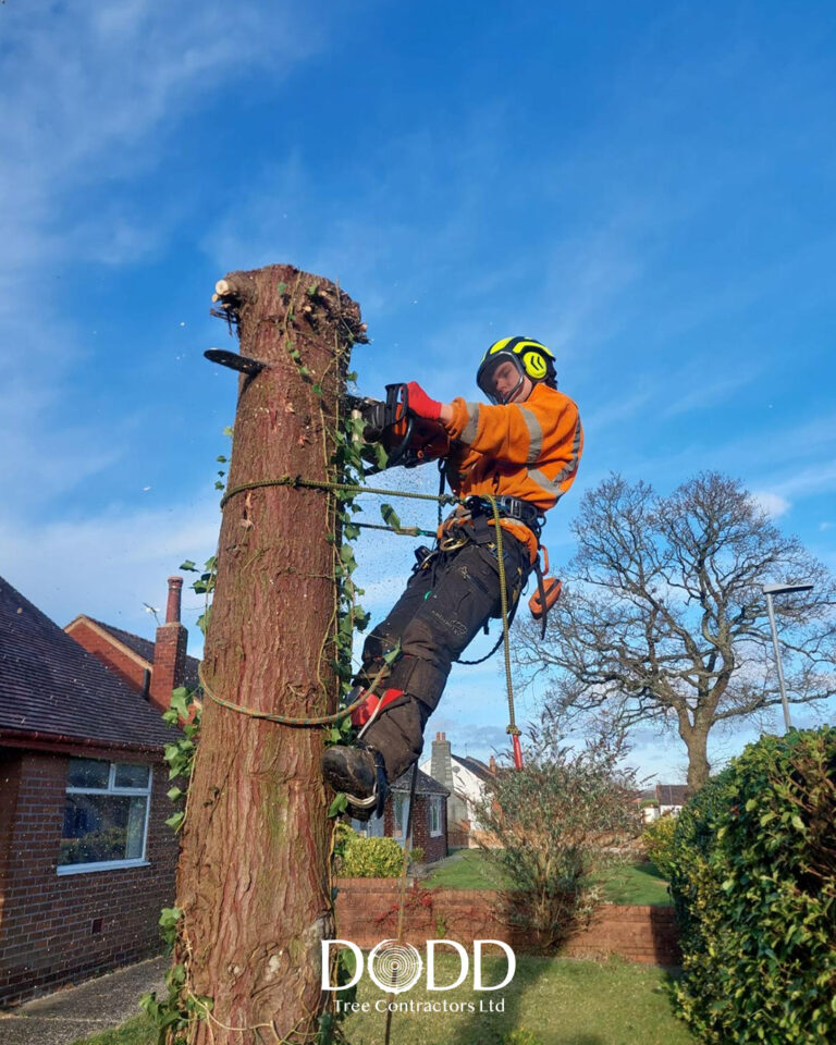 Instagram post from doddtreecontractors. This post is in position 3.