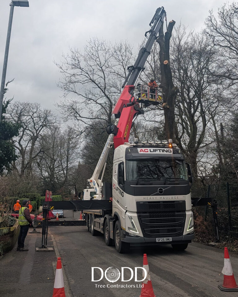 Instagram post from doddtreecontractors. This post is in position 1.