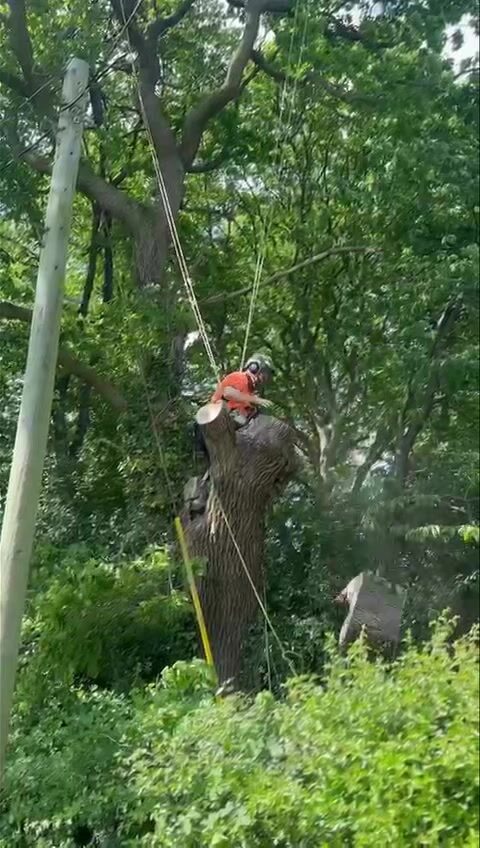 Instagram post from doddtreecontractors. This post is in position 5.