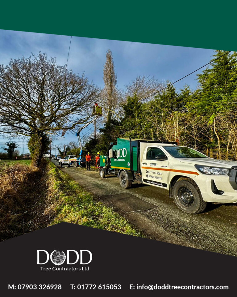 Instagram post from doddtreecontractors. This post is in position 1.