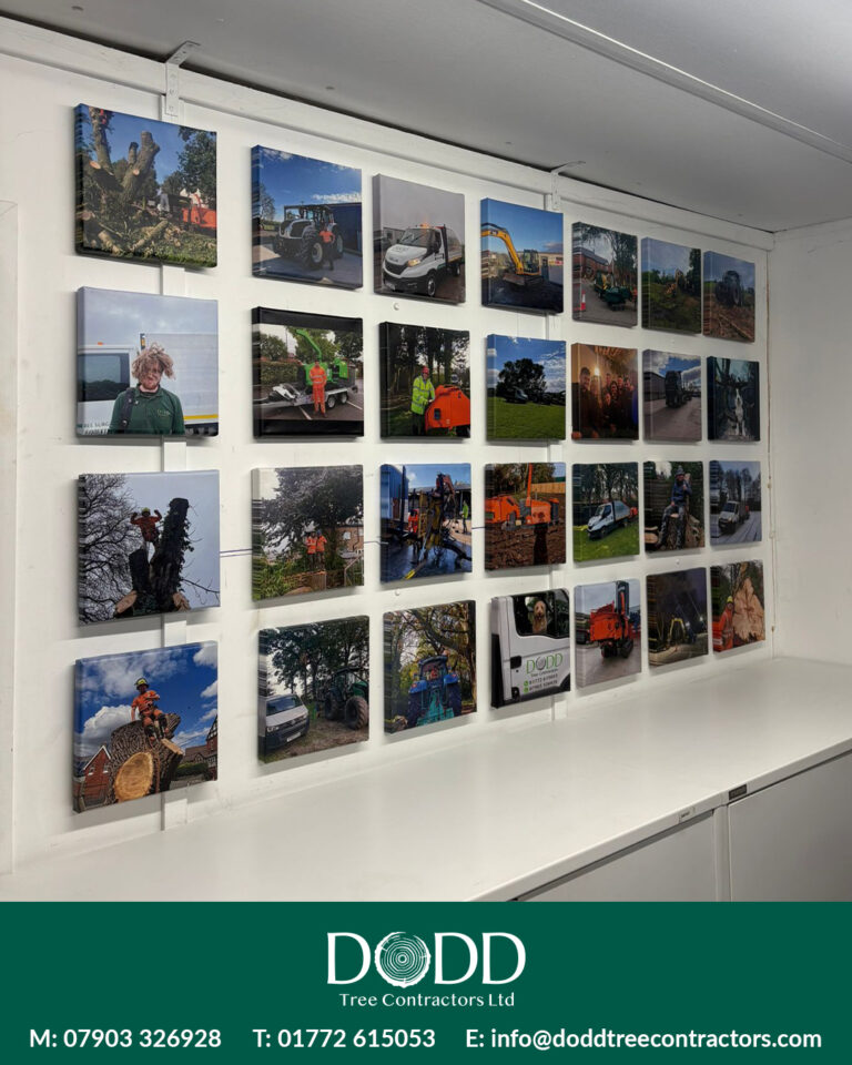 Instagram post from doddtreecontractors. This post is in position 2.