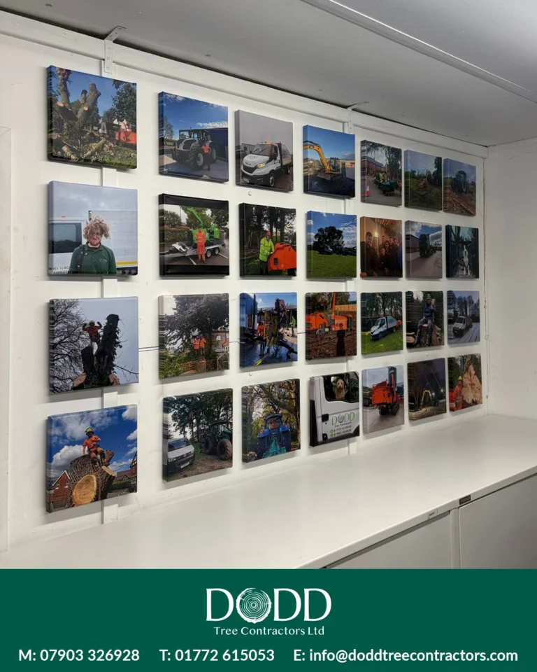 Instagram post from doddtreecontractors. This post is in position 11.