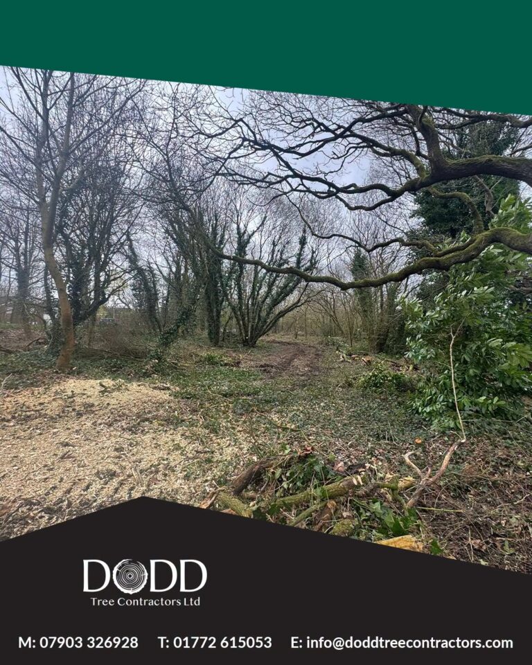Instagram post from doddtreecontractors. This post is in position 1.