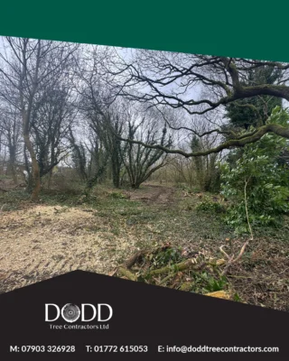 Instagram post from doddtreecontractors. This post is in position 7.