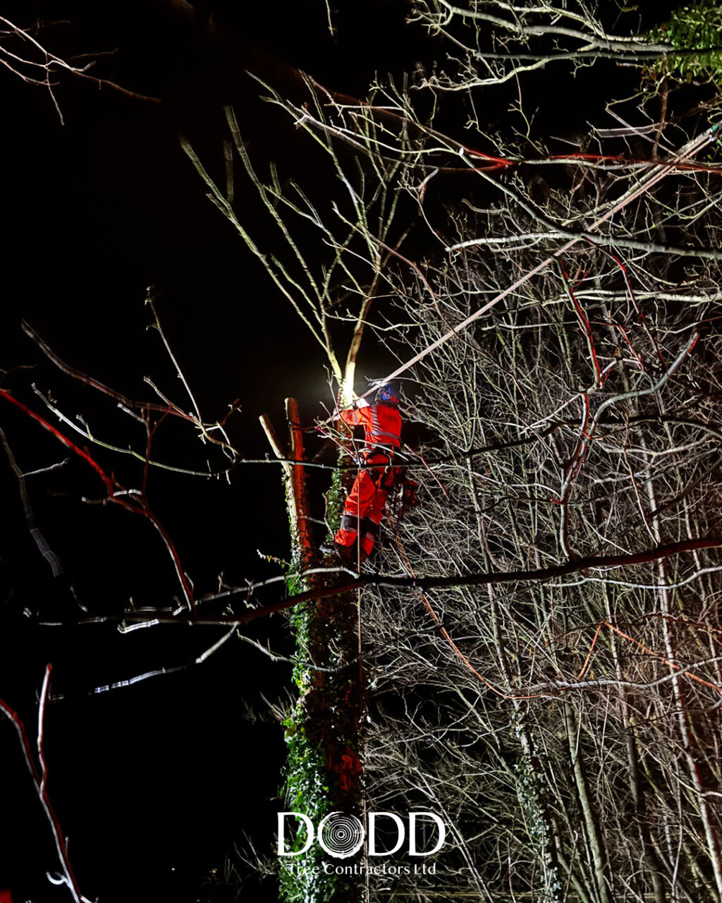 Instagram post from doddtreecontractors. This post is in position 1.