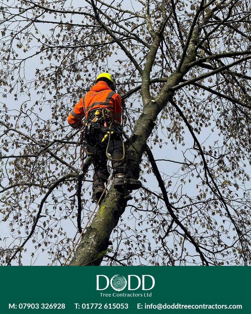 Instagram post from doddtreecontractors. This post is in position 0.